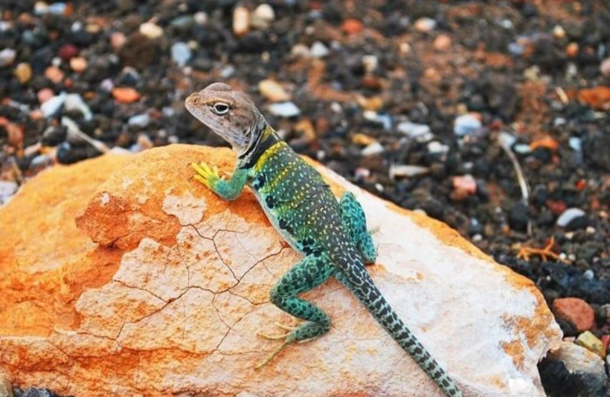 Tắc kè vào nhà kêu