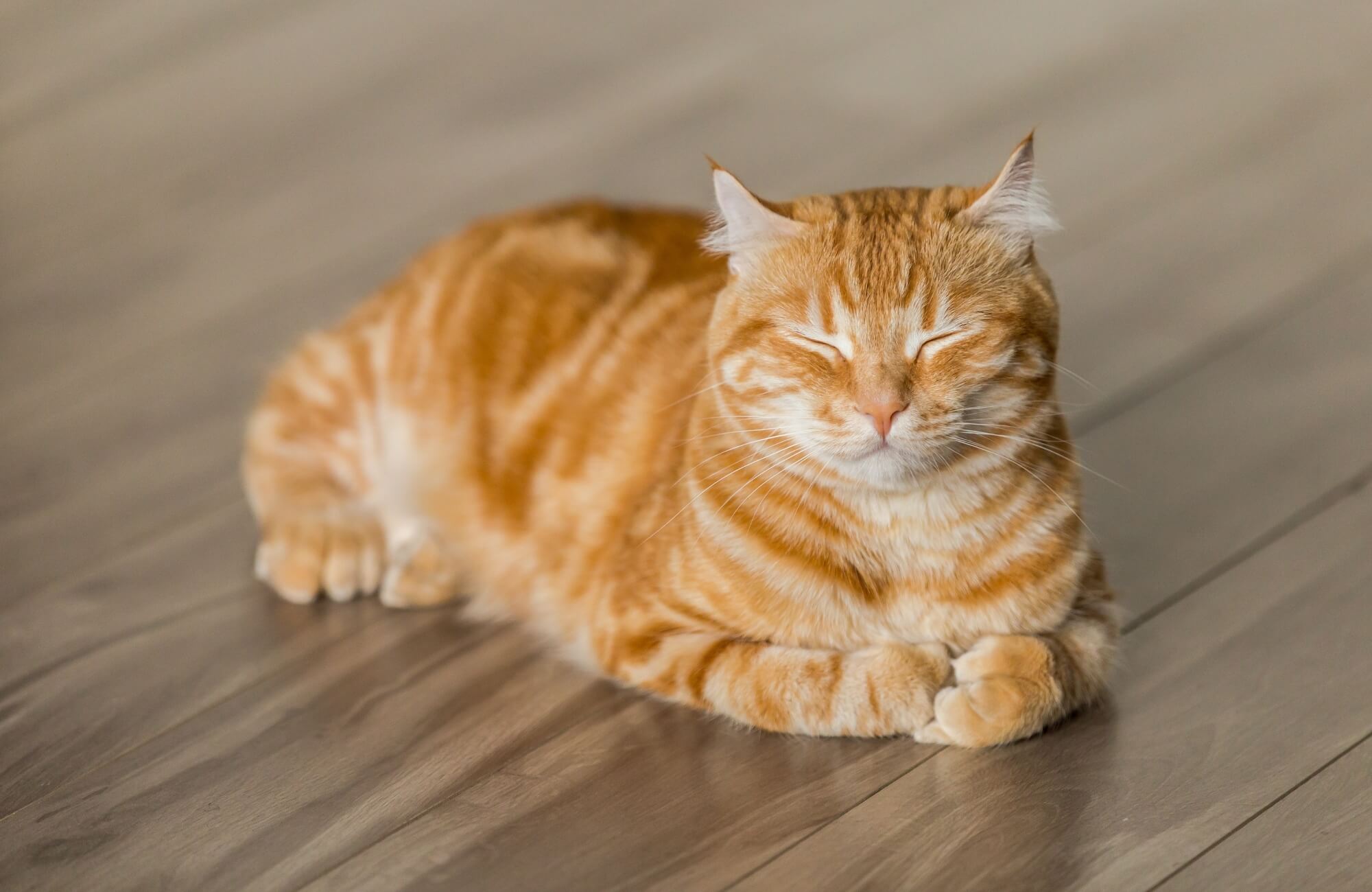 Nuôi mèo đuổi chuột kêu chít chít