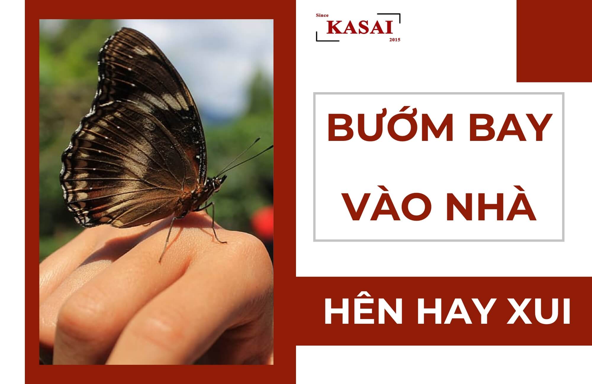 Bướm bay vào nhà hên hay xui