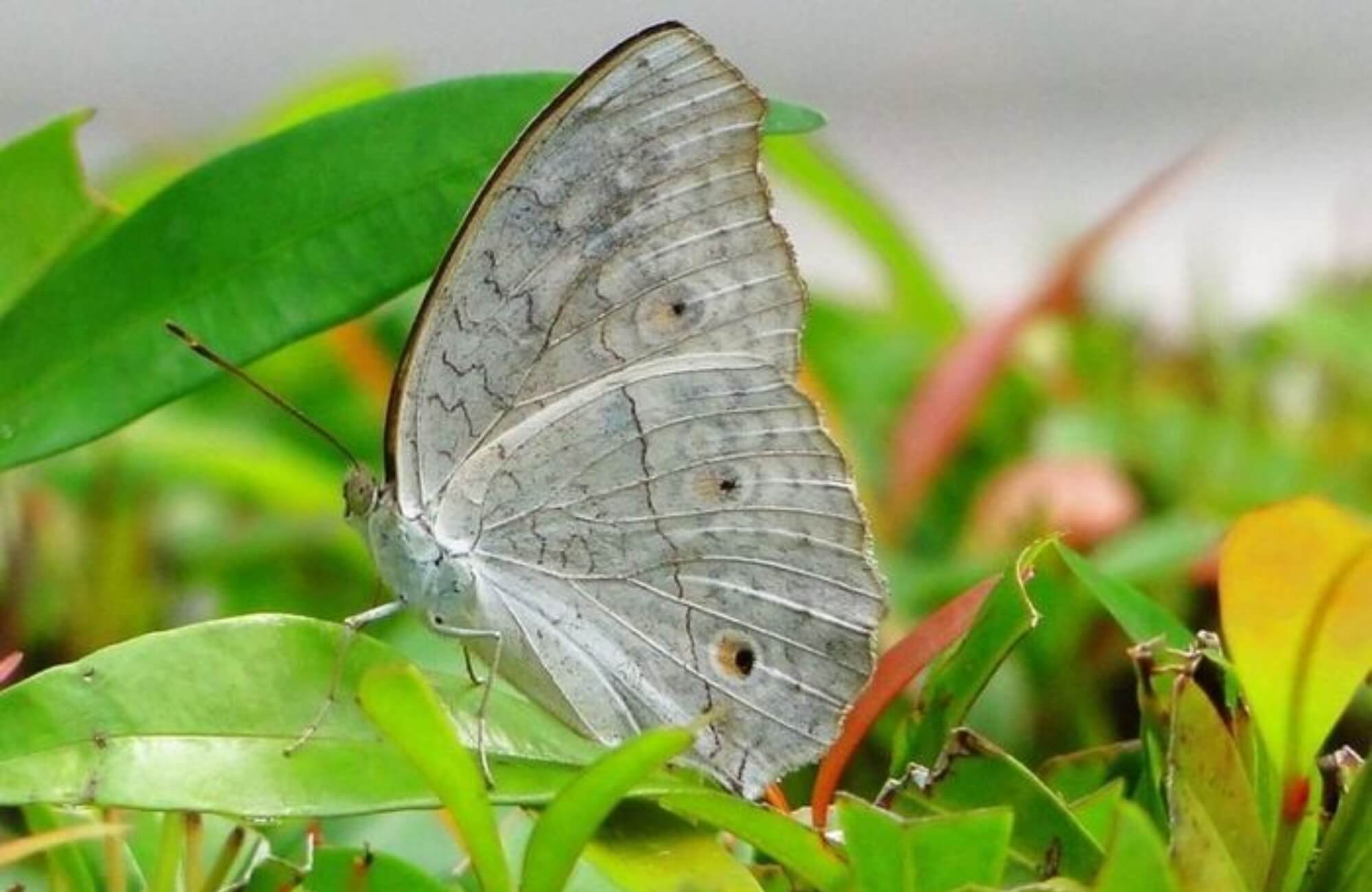 Bướm xám bay vào nhà là điềm gì?