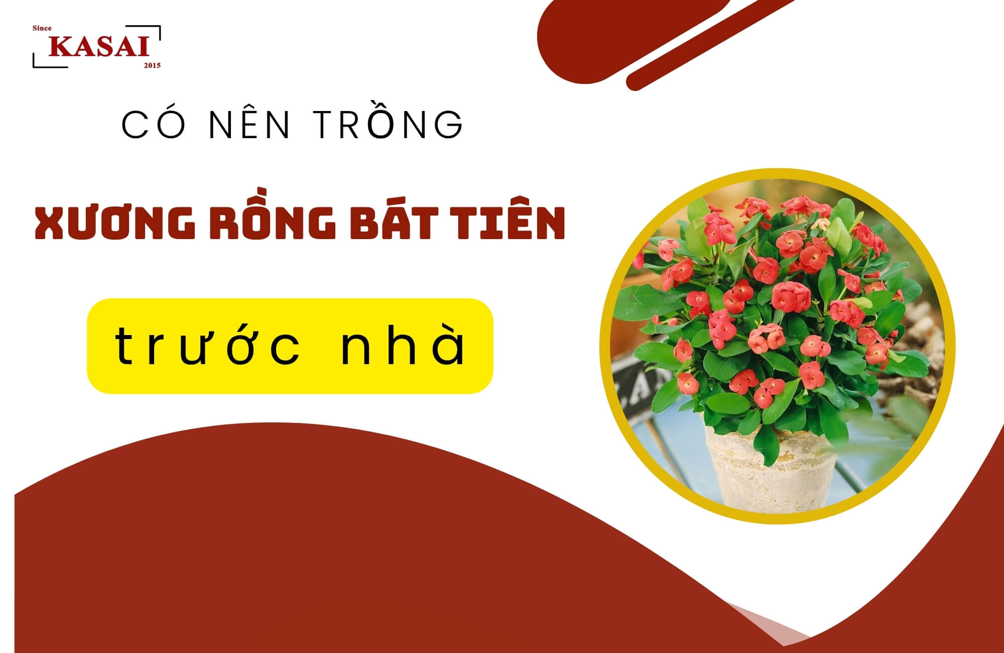 Có nên trồng xương rồng bát tiên trước nhà