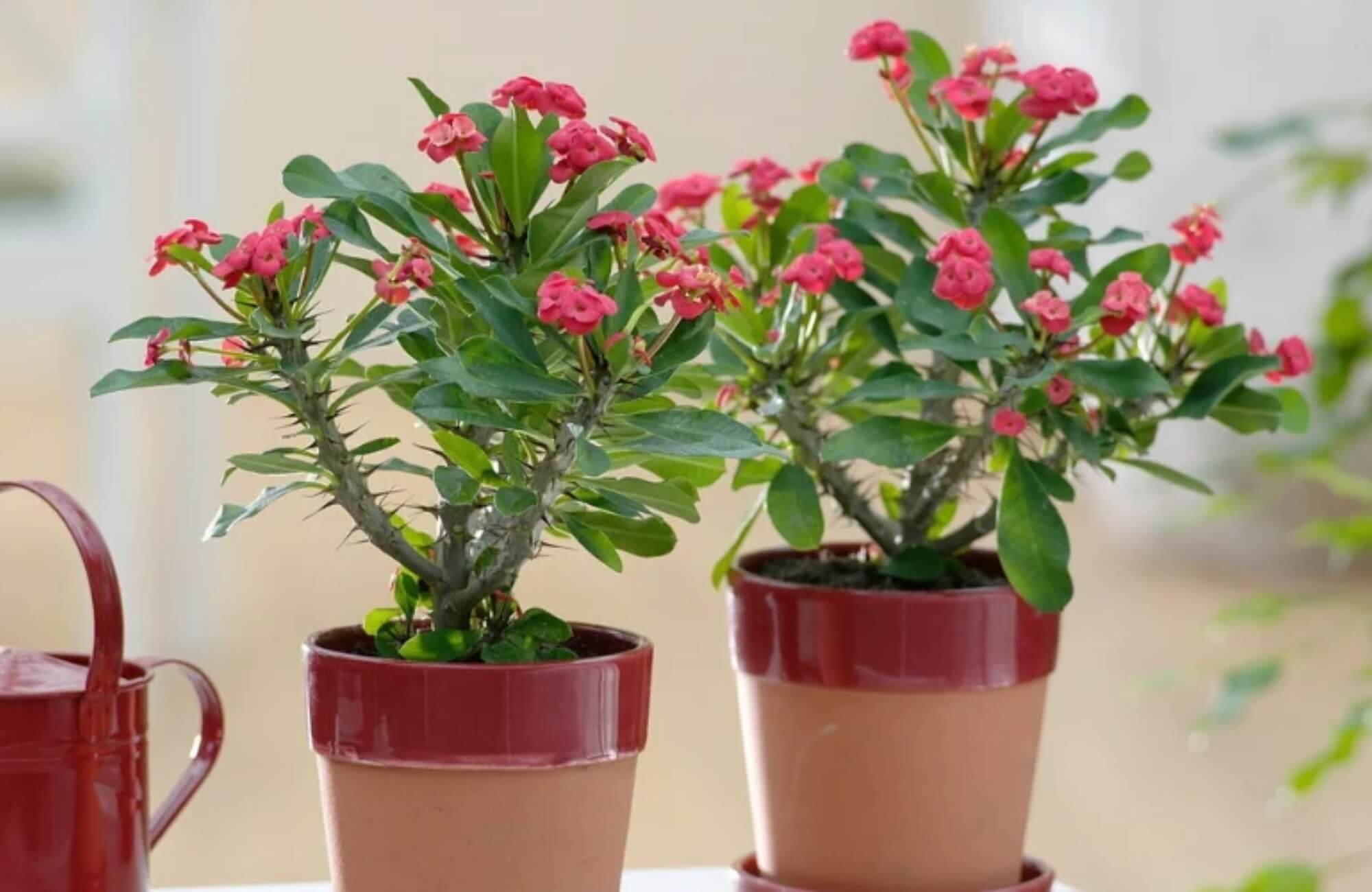 Phong thủy cây xương rồng bát tiên