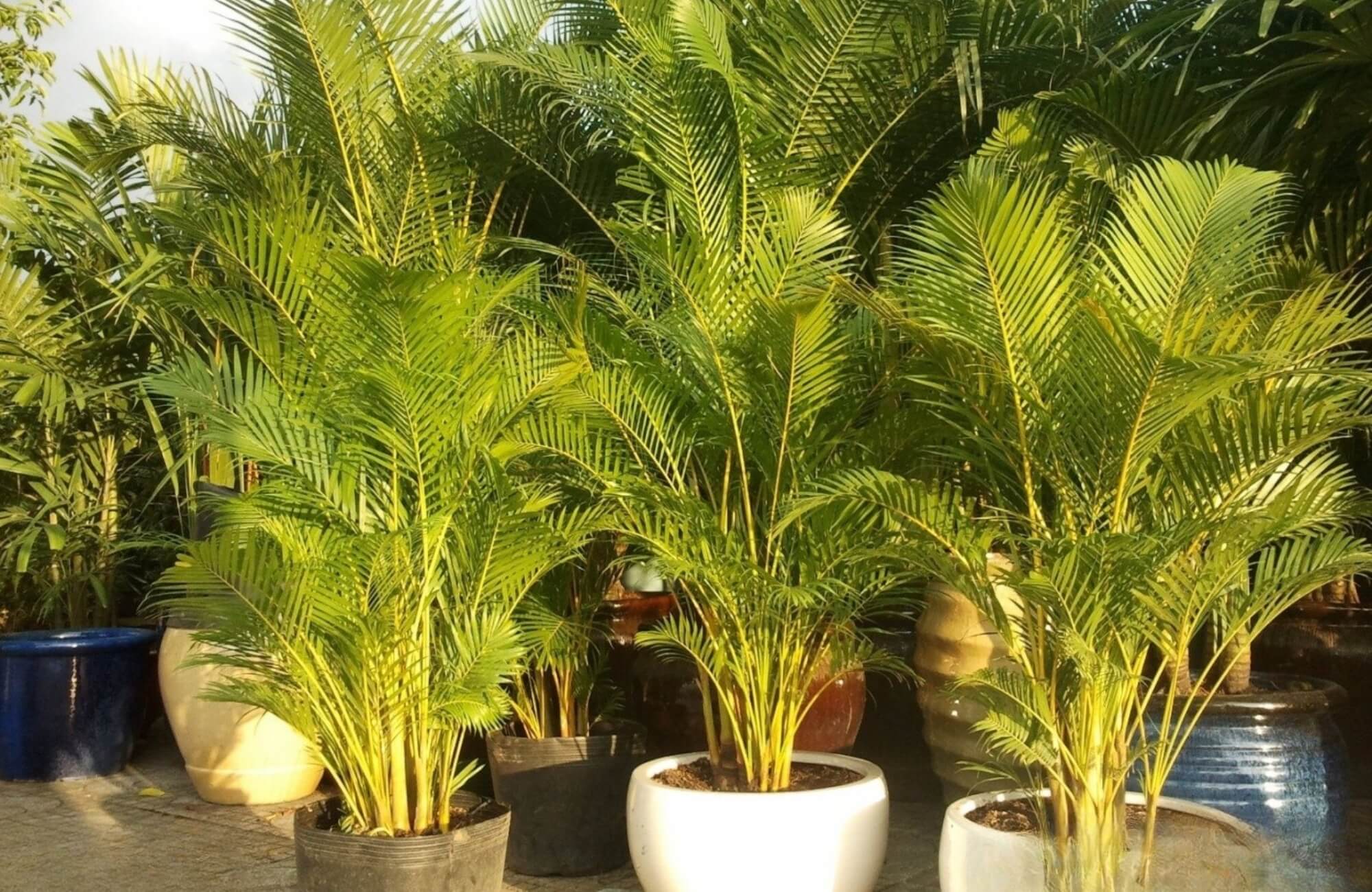 Cây cau vàng trước nhà