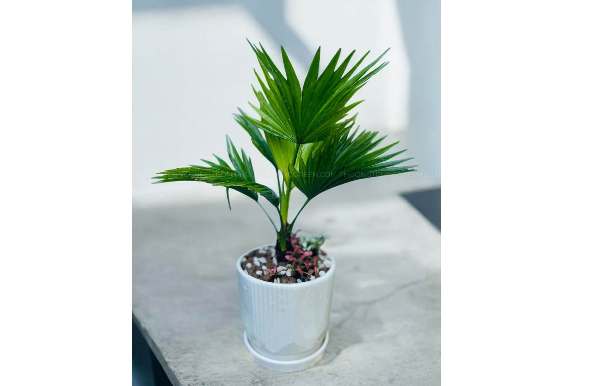 Cây Cọ Xanh