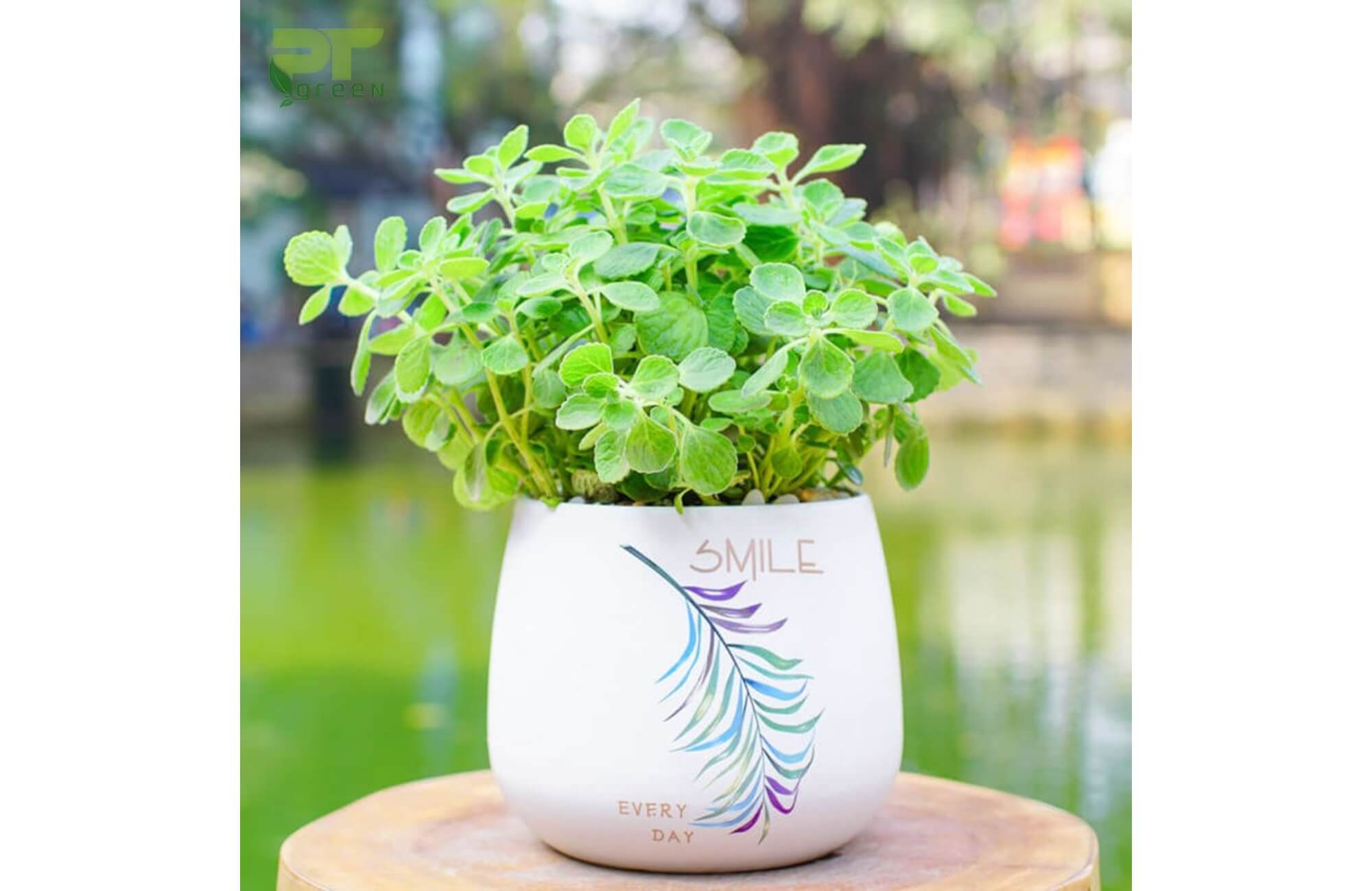 Cây Nhất Mạt Hương không hợp mệnh Hỏa