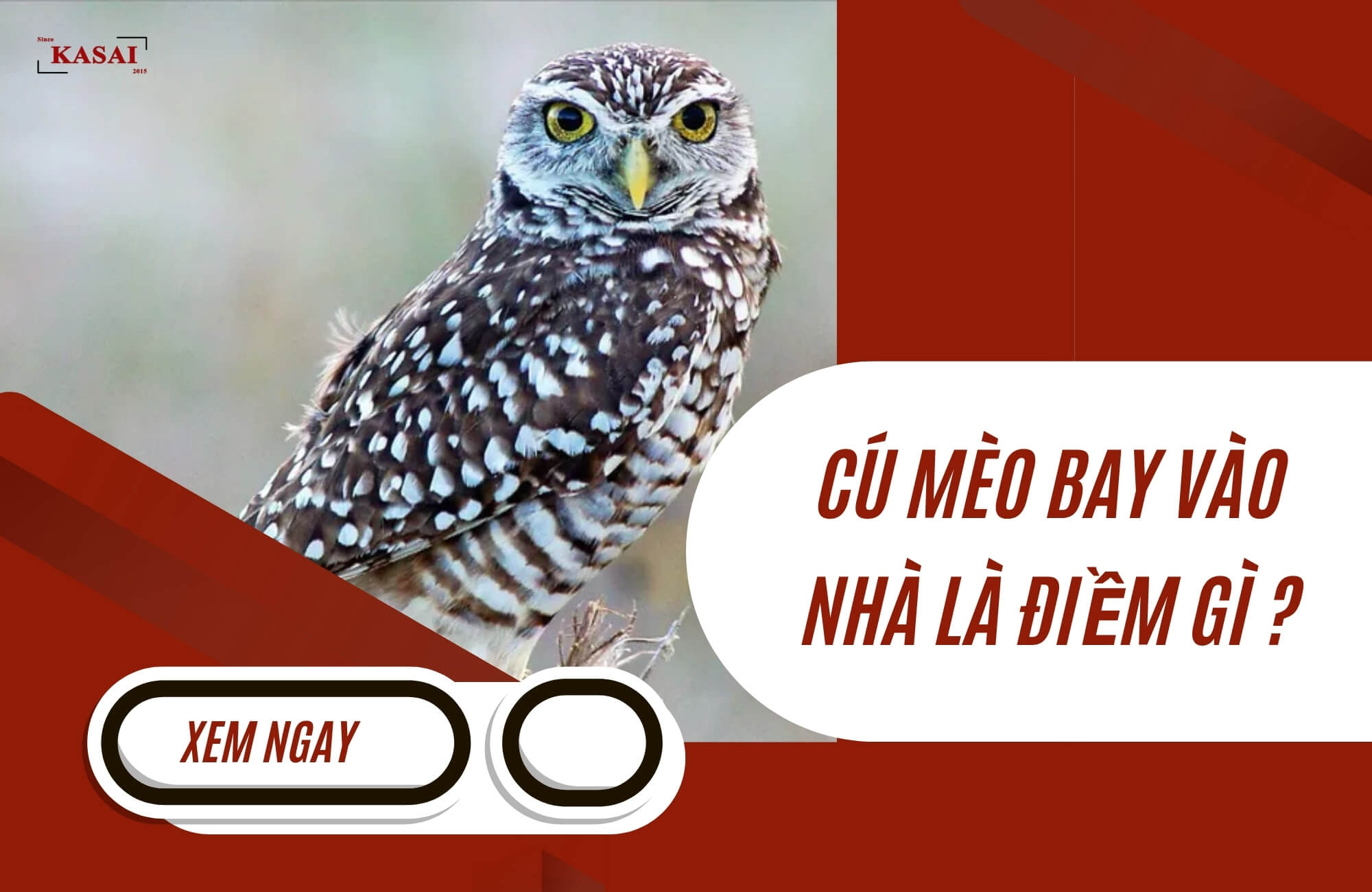 Cú mèo bay vào nhà là điềm gì?