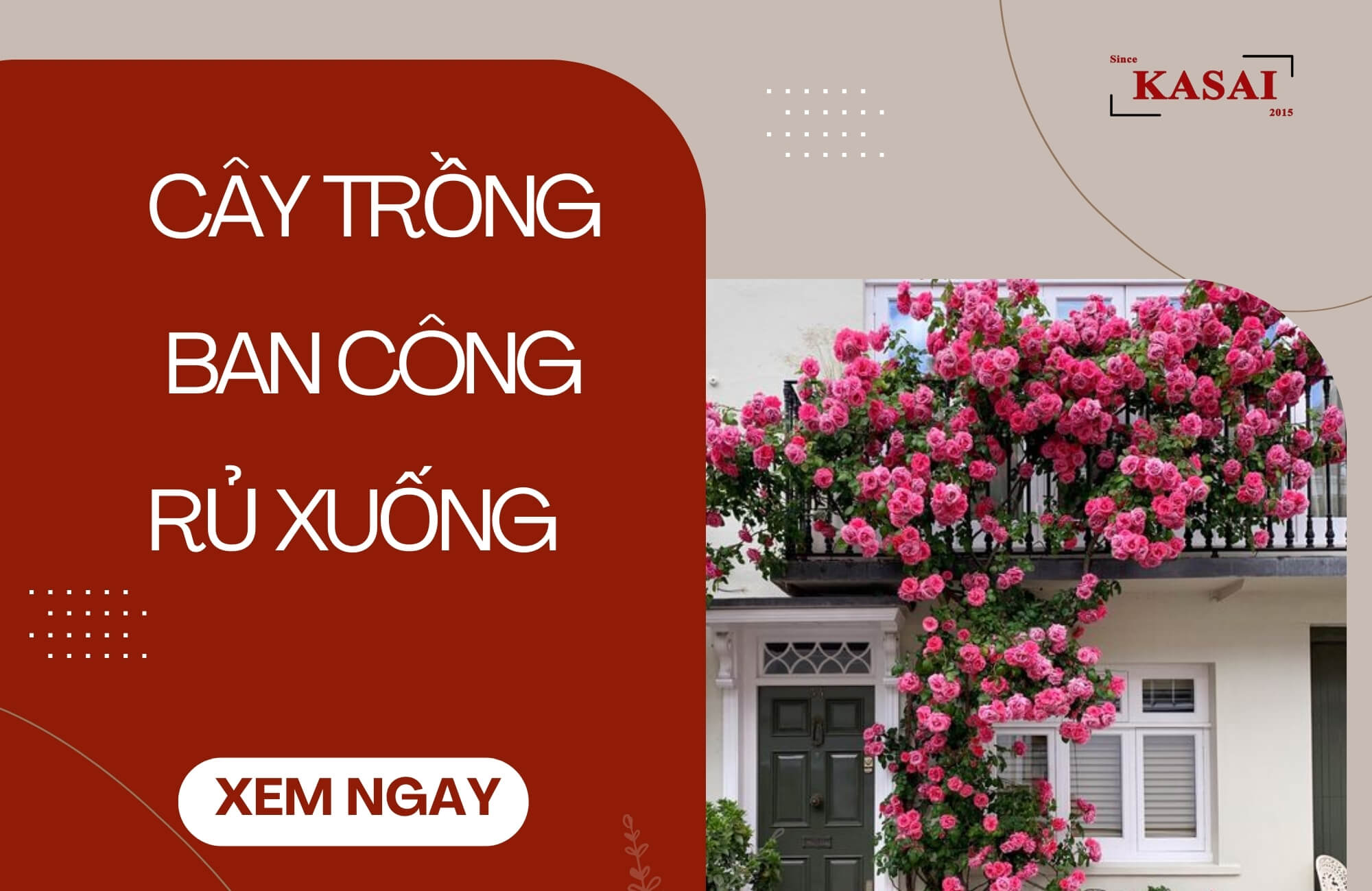 Cây trồng ban công rủ xuống siêu đẹp