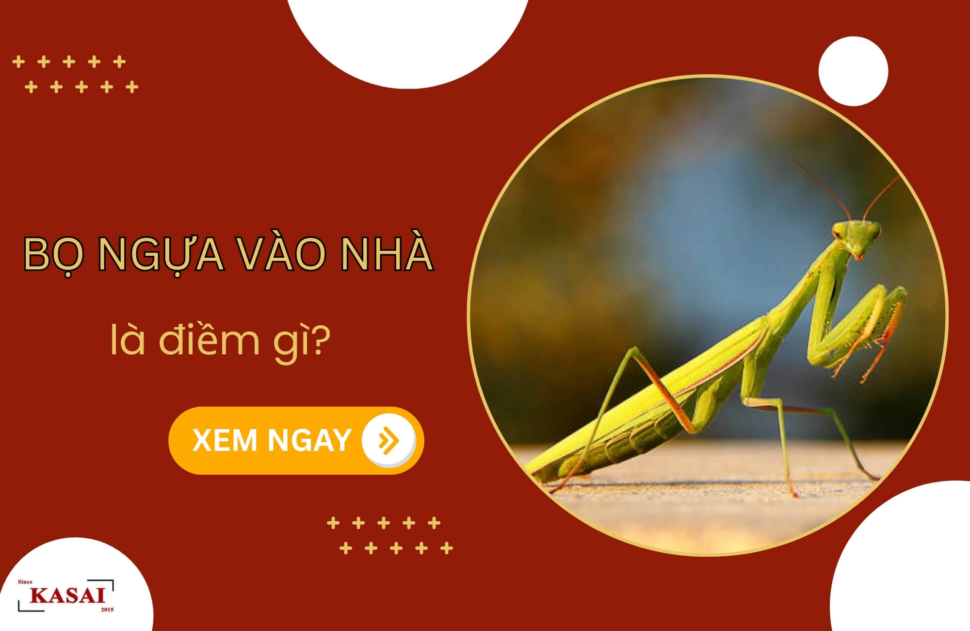 Bọ ngựa vào nhà là điềm gì?
