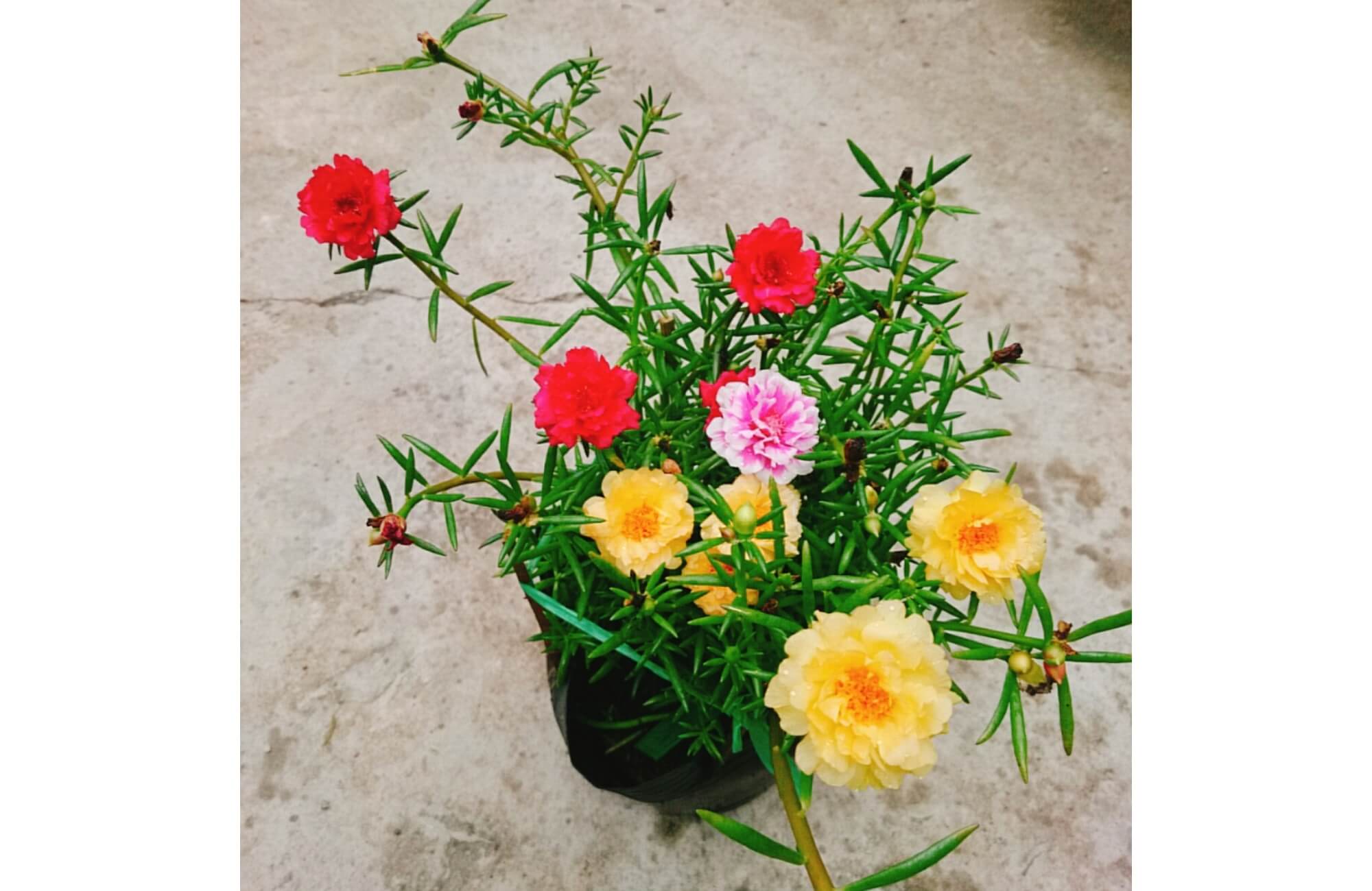 Cây hoa mười giờ ban công phòng khách