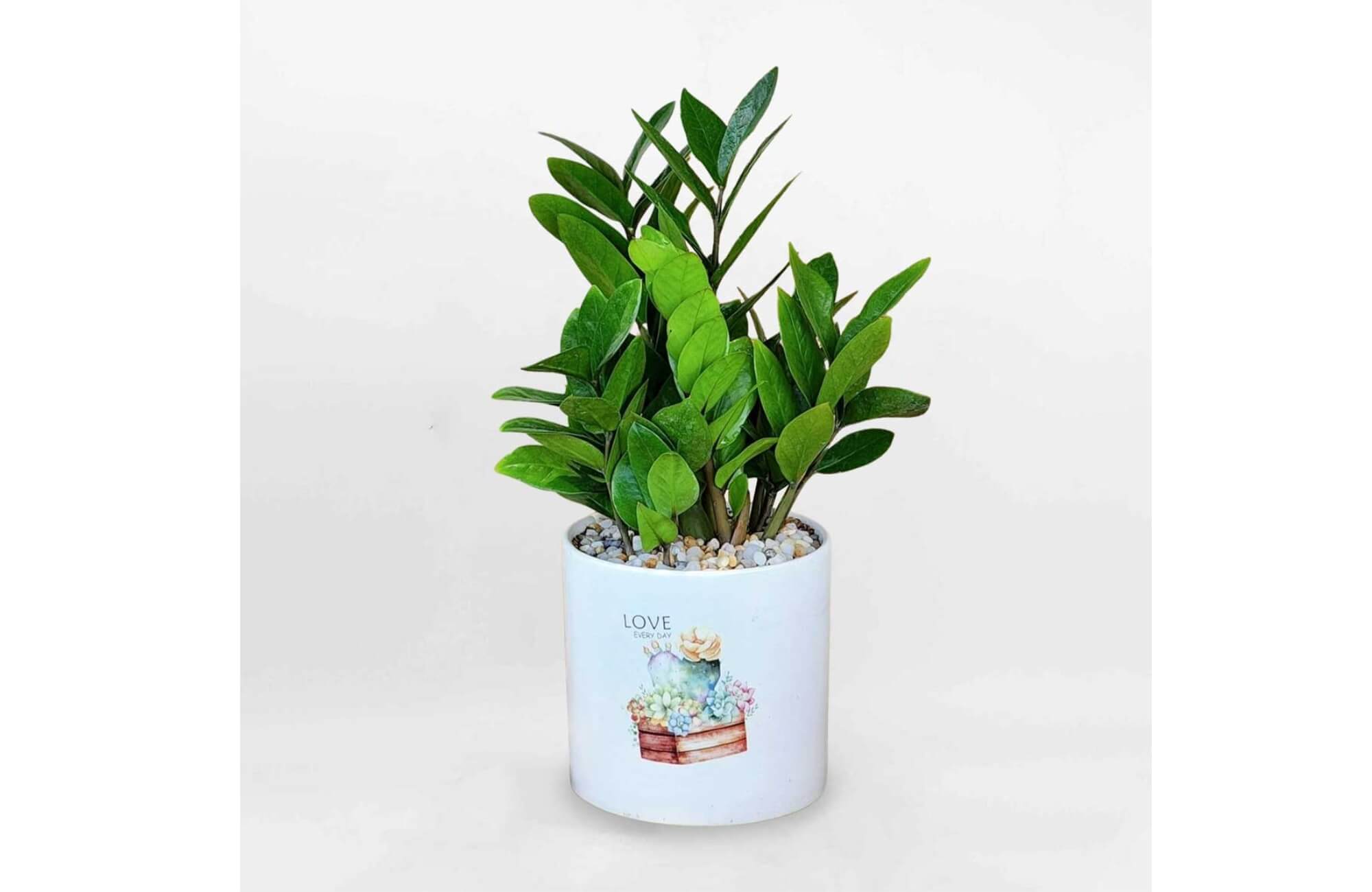 Cây Kim Tiền trồng ban công phòng thờ