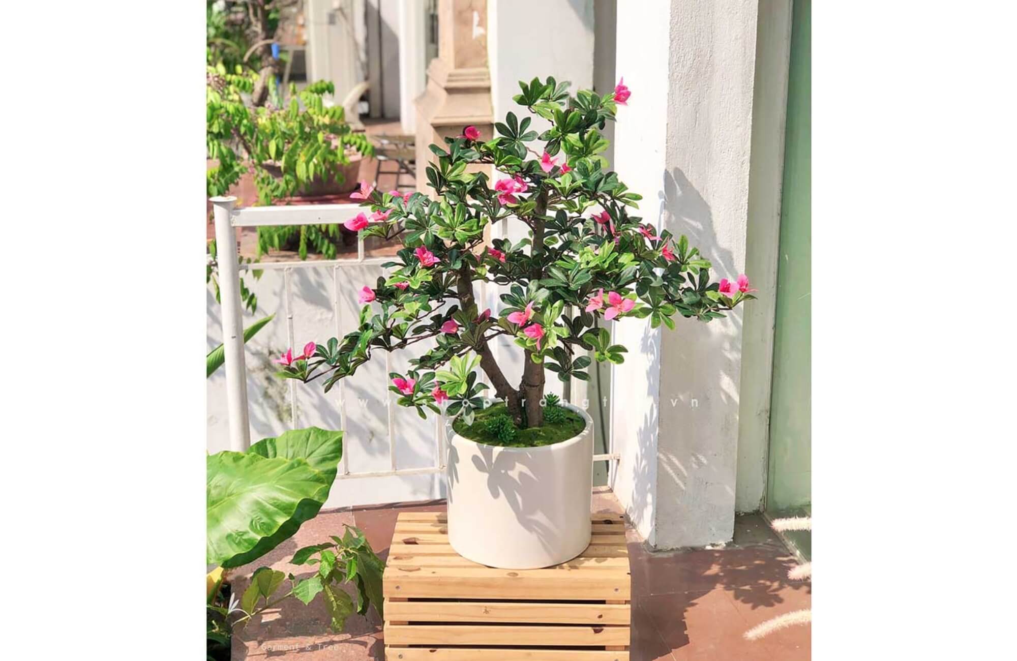 Hoa Đỗ Quyên ban công phòng thờ