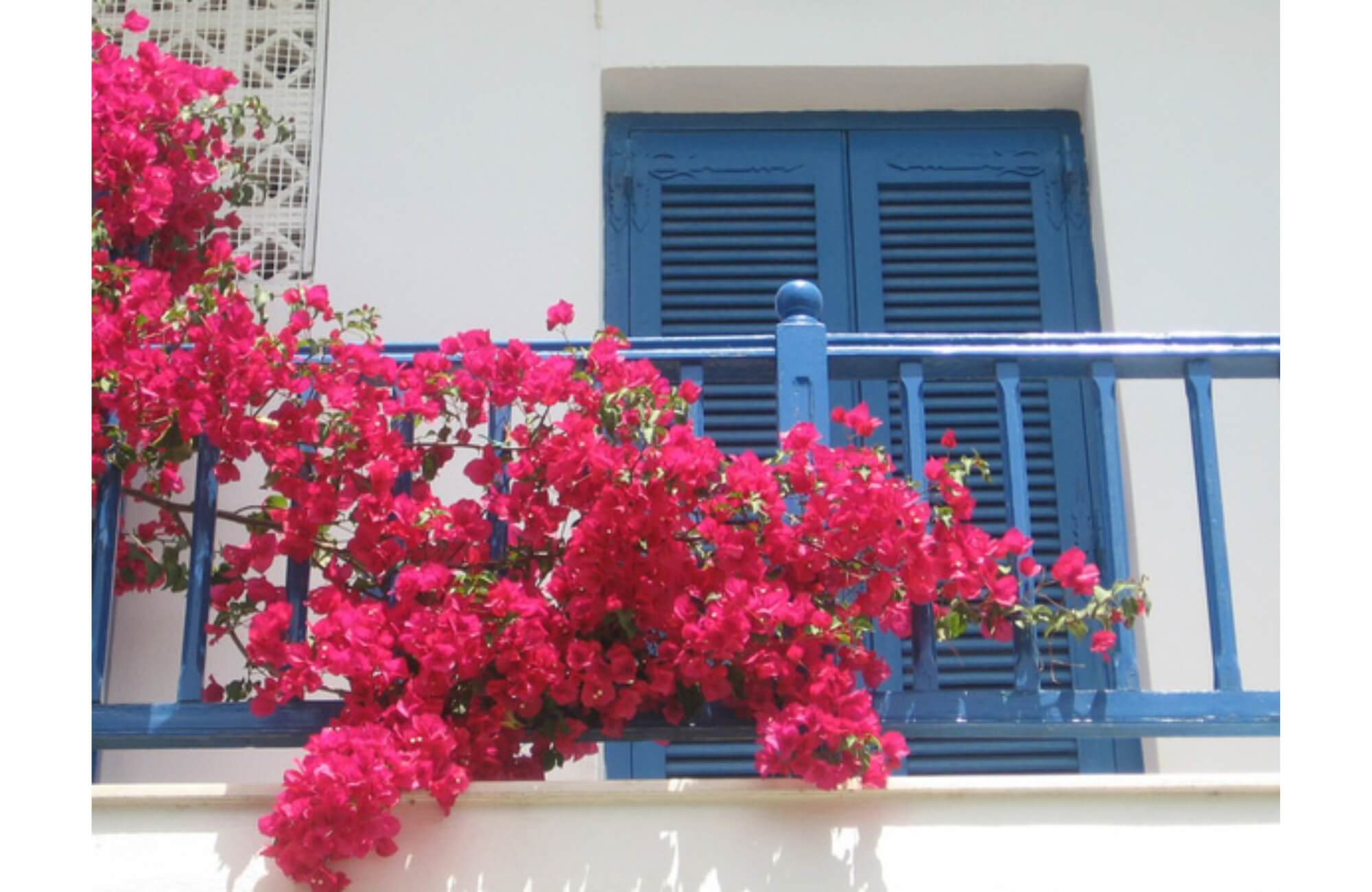 Hoa giấy ban công phòng thờ